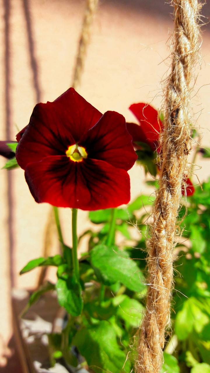 flower red