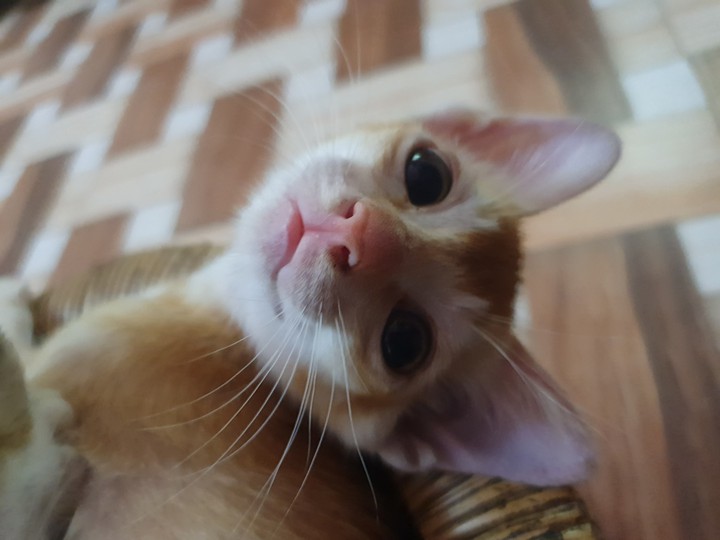 cute cat