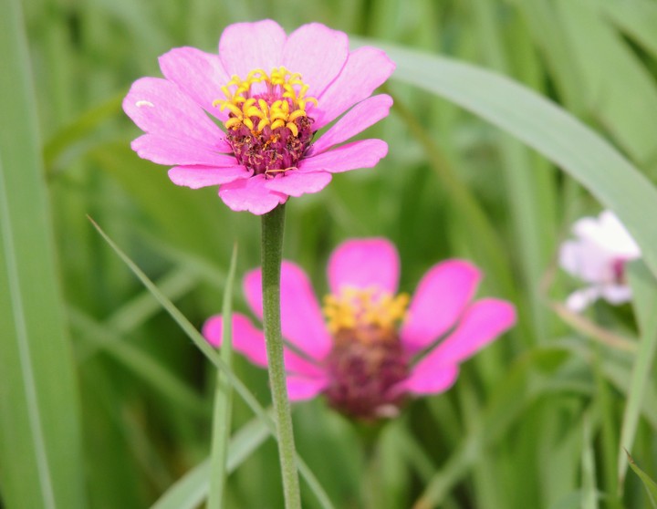 A common pink flower of India