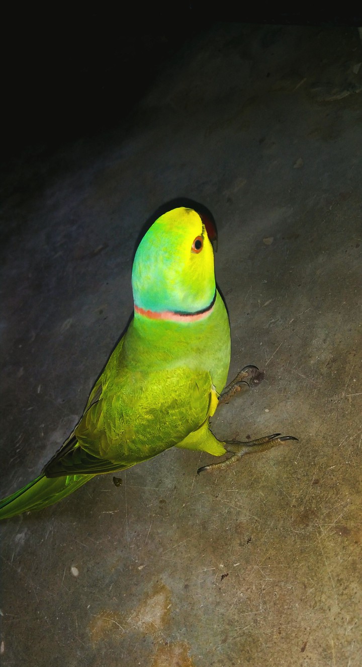 A very beautiful Parrot
