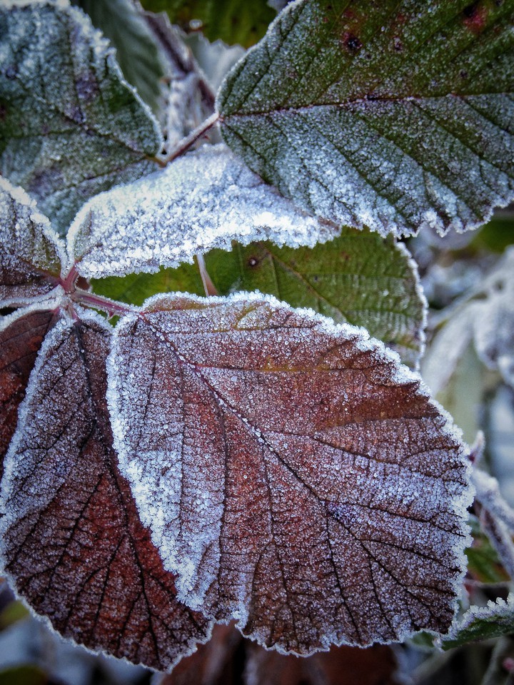 Leaf
