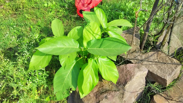 leaf