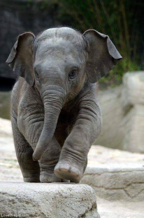 elephant