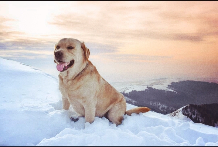 dog
