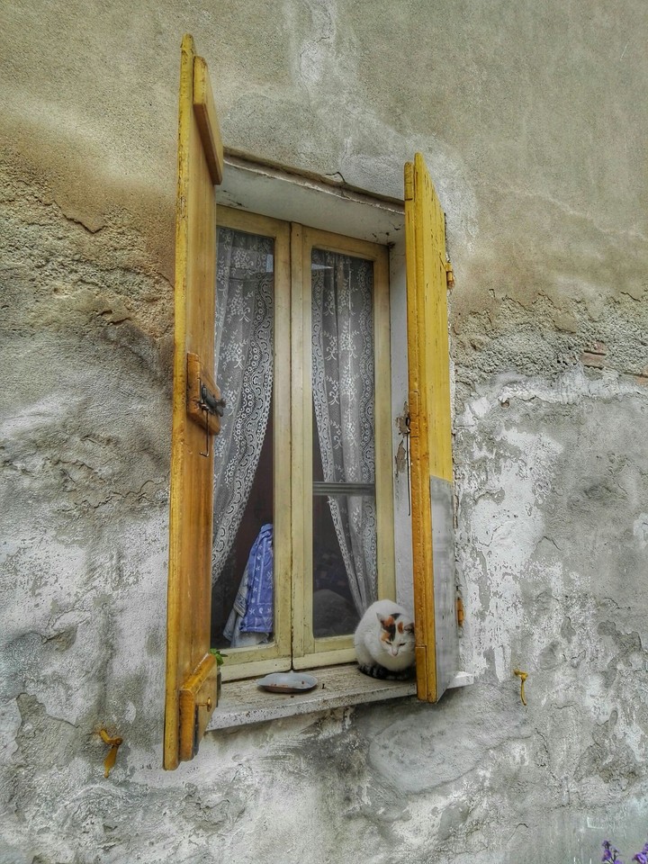gatto sulla finestra