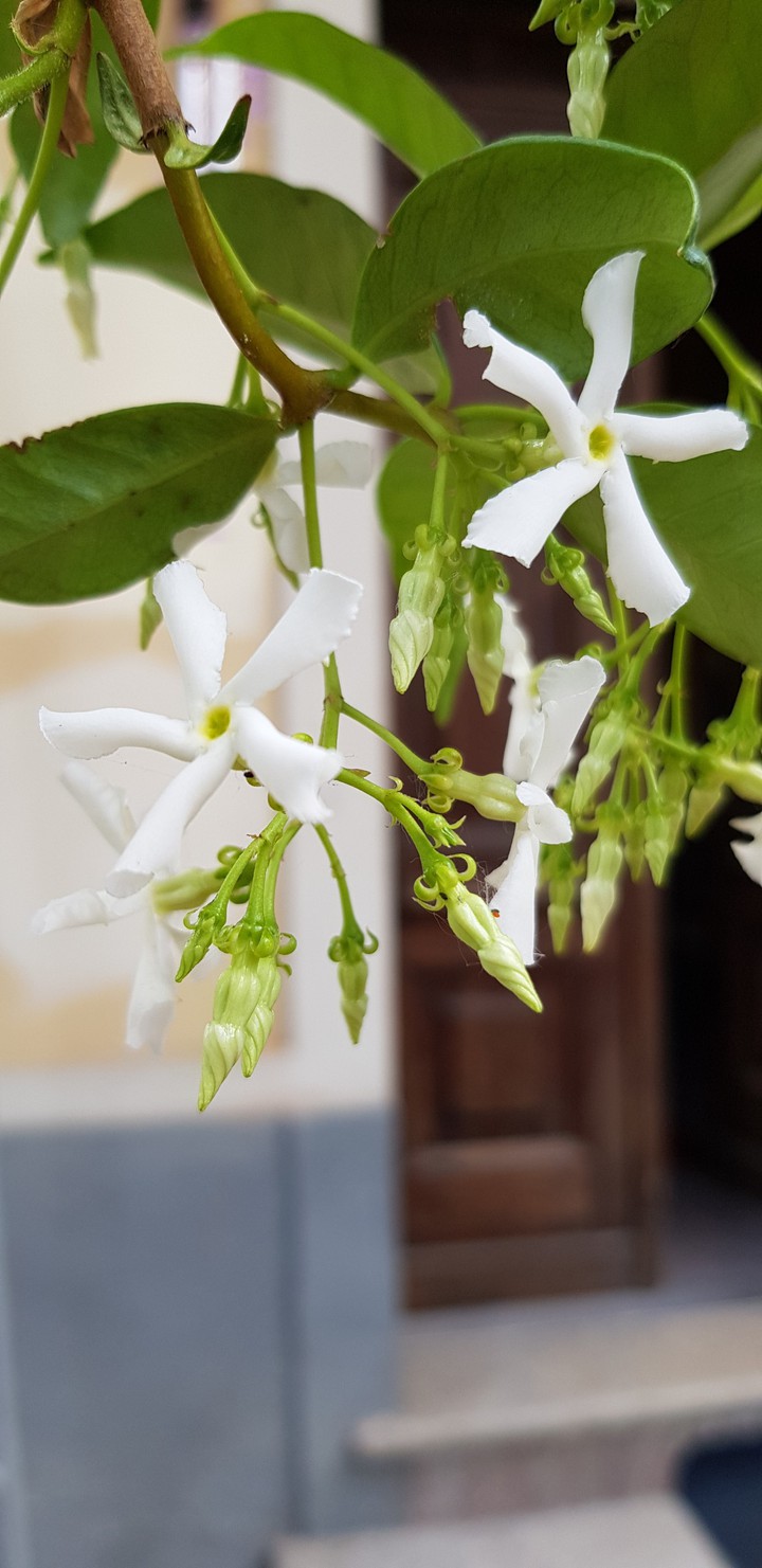 Jasmine