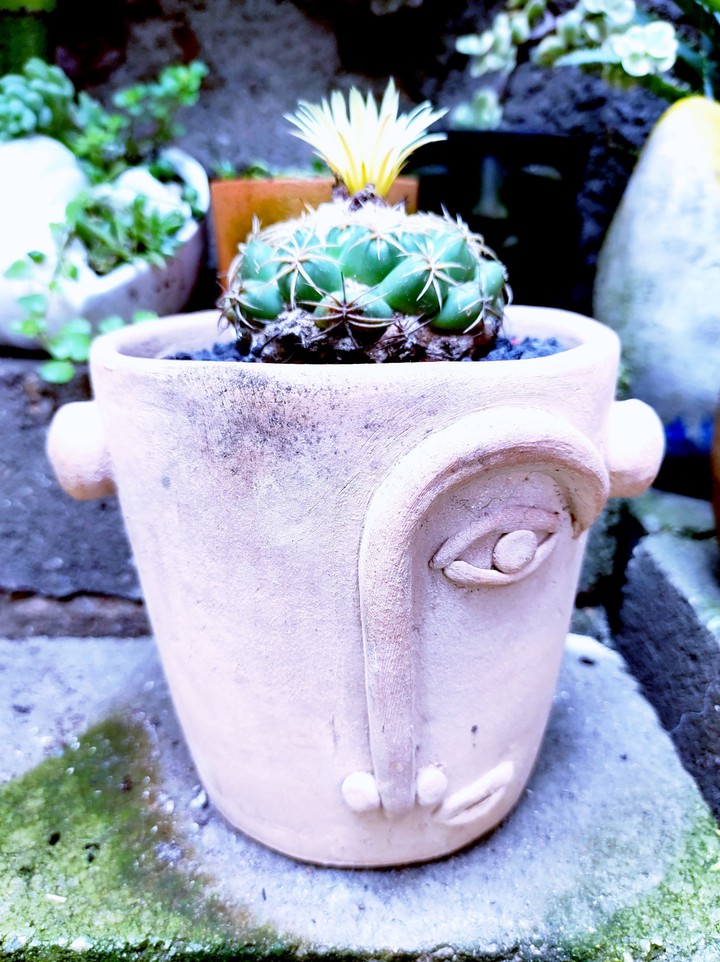 Cactu Rostro