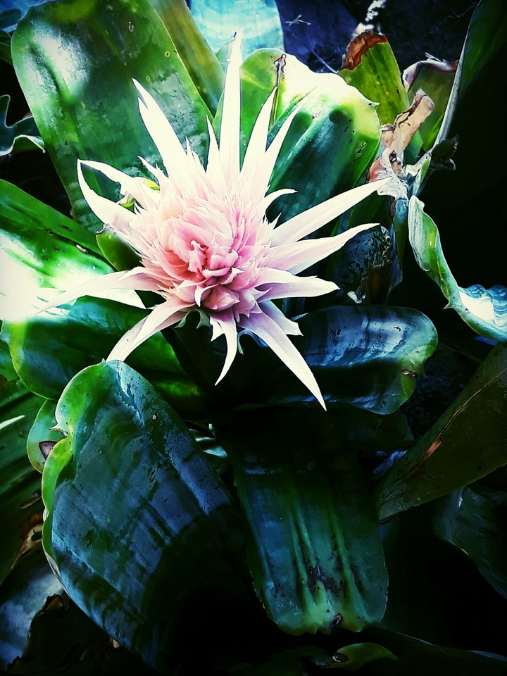 fiori