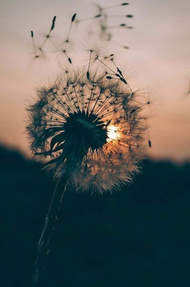where the wind goes I go