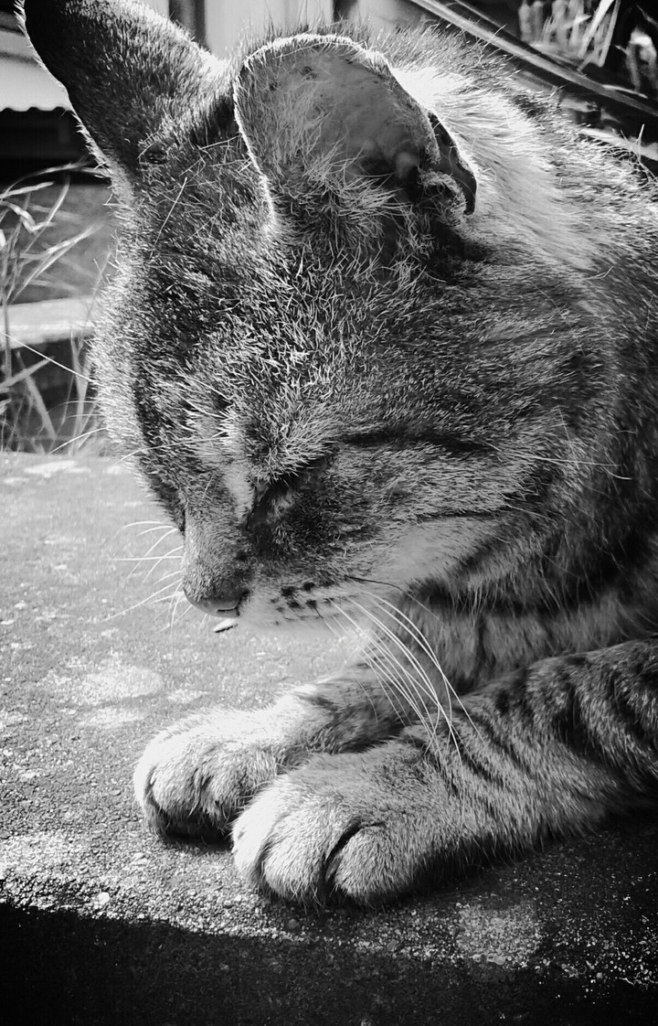 freddy