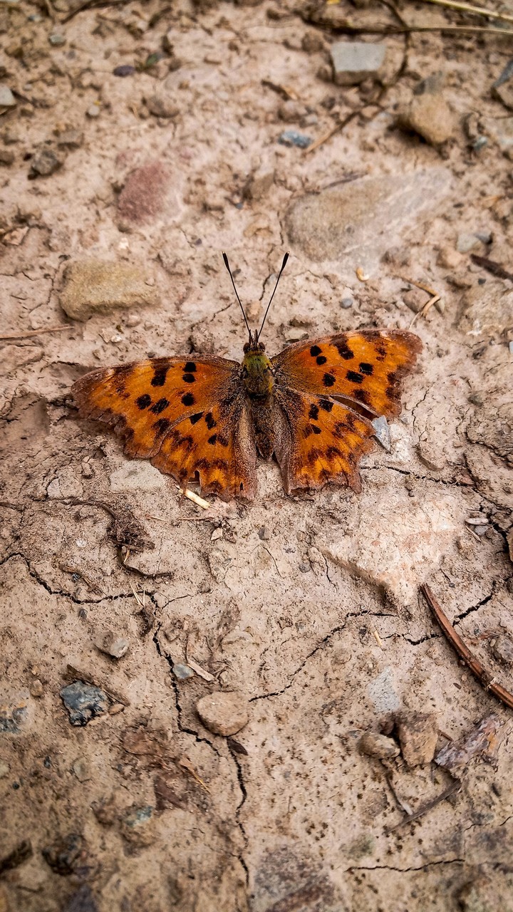 Butterfly