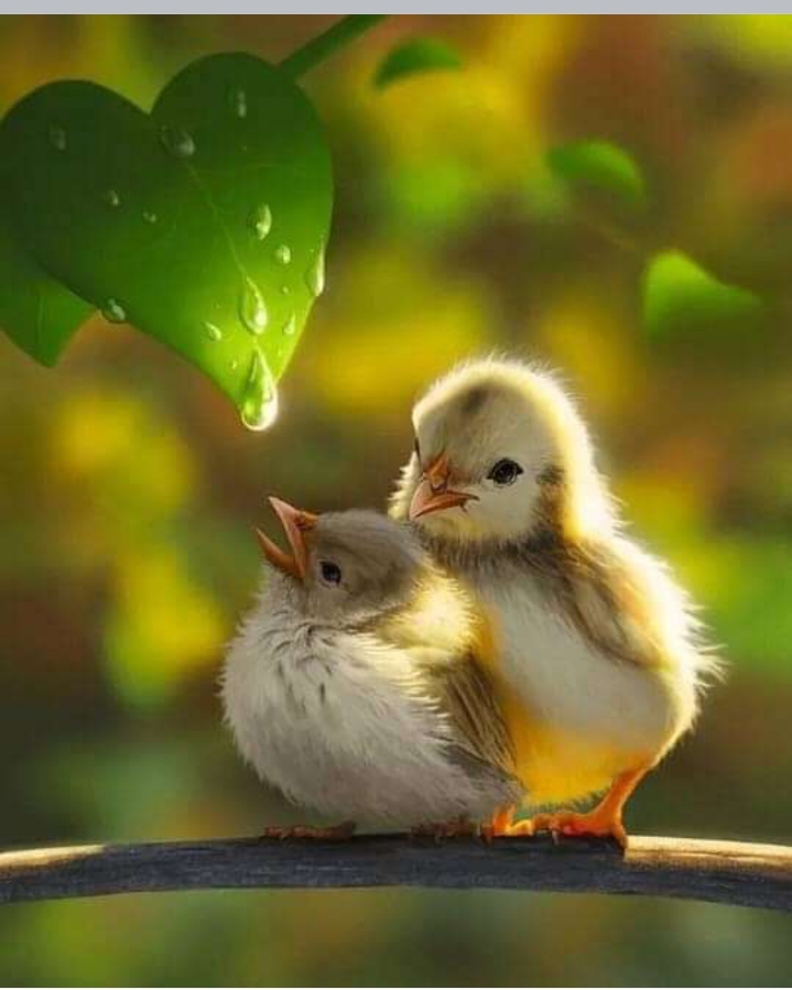 cutness