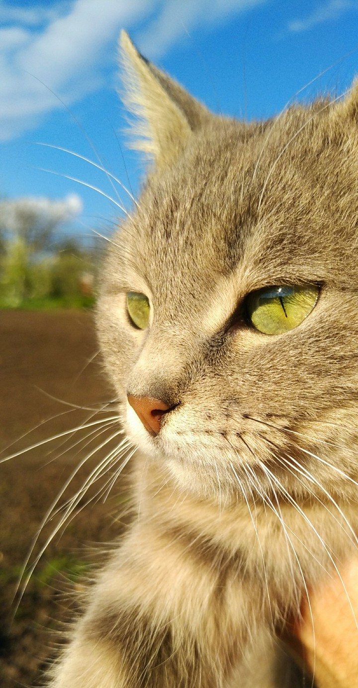 This green eyes)))