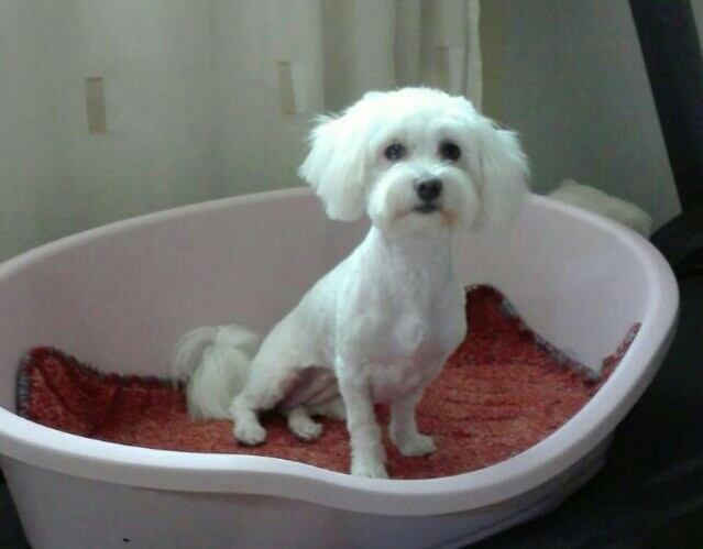 Bichon Maltese