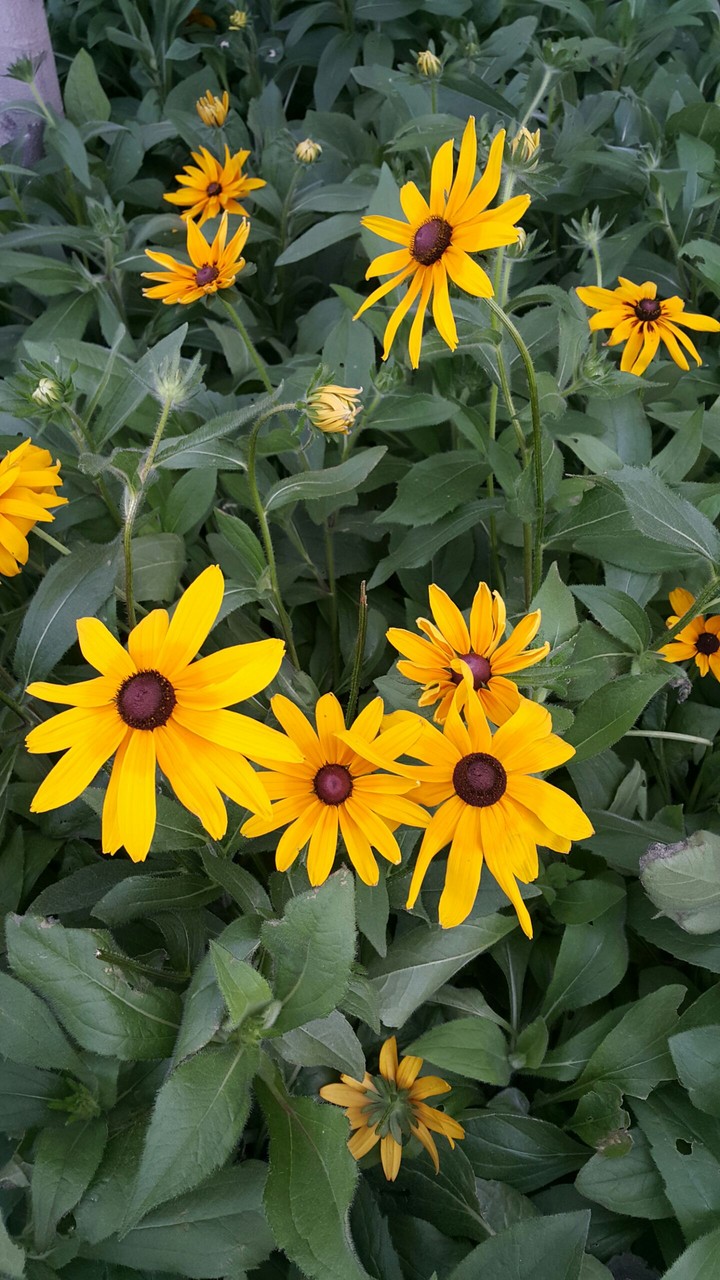 Small Suns