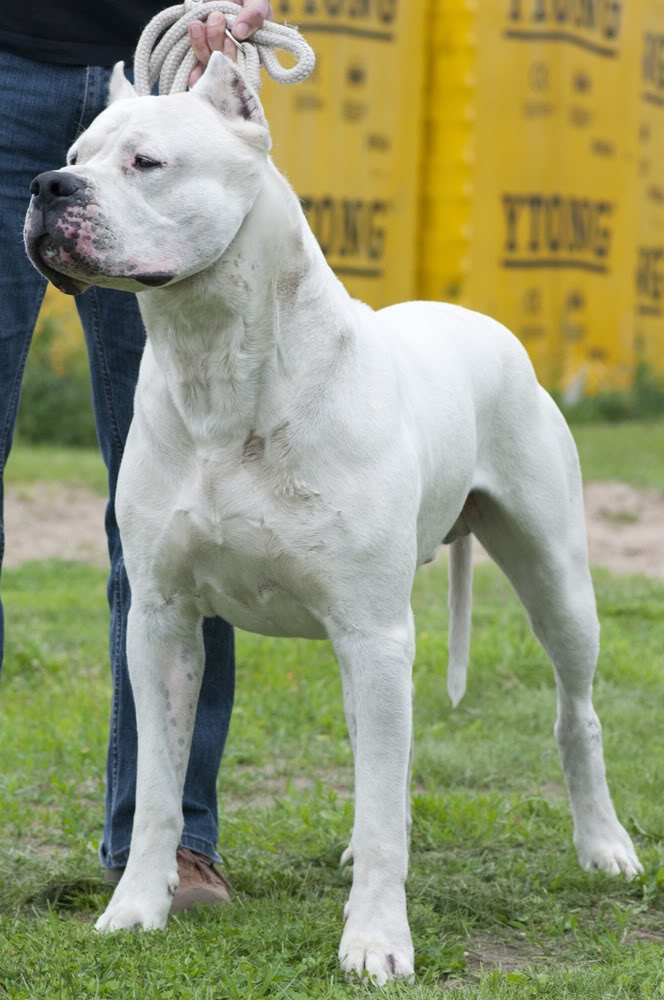 dog