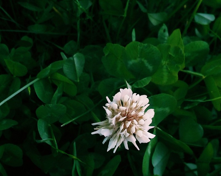 White clover