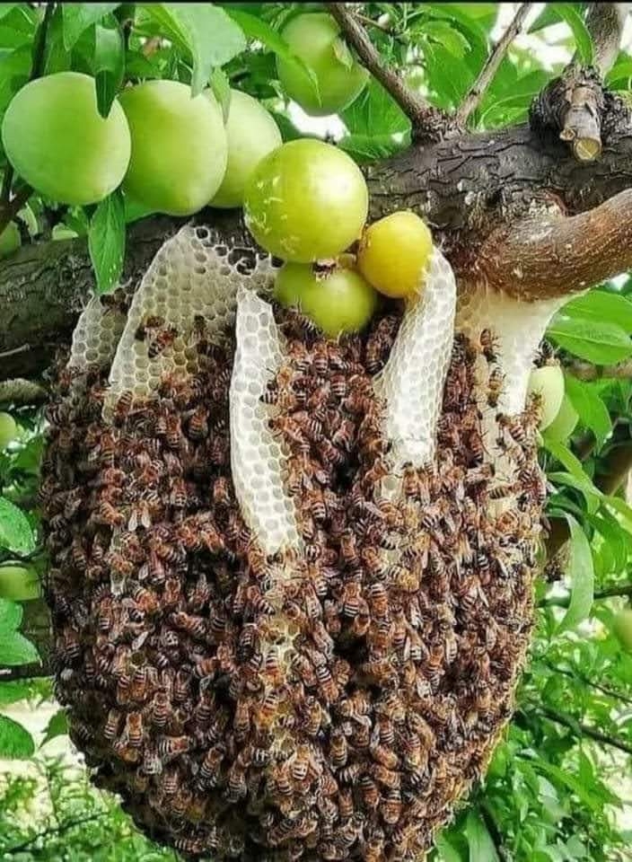 Vejam que coisa linda apreciem.