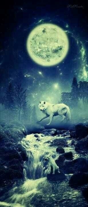 wolf
