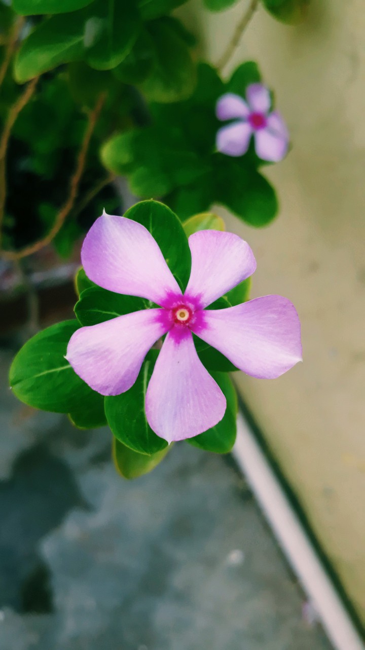 beauty