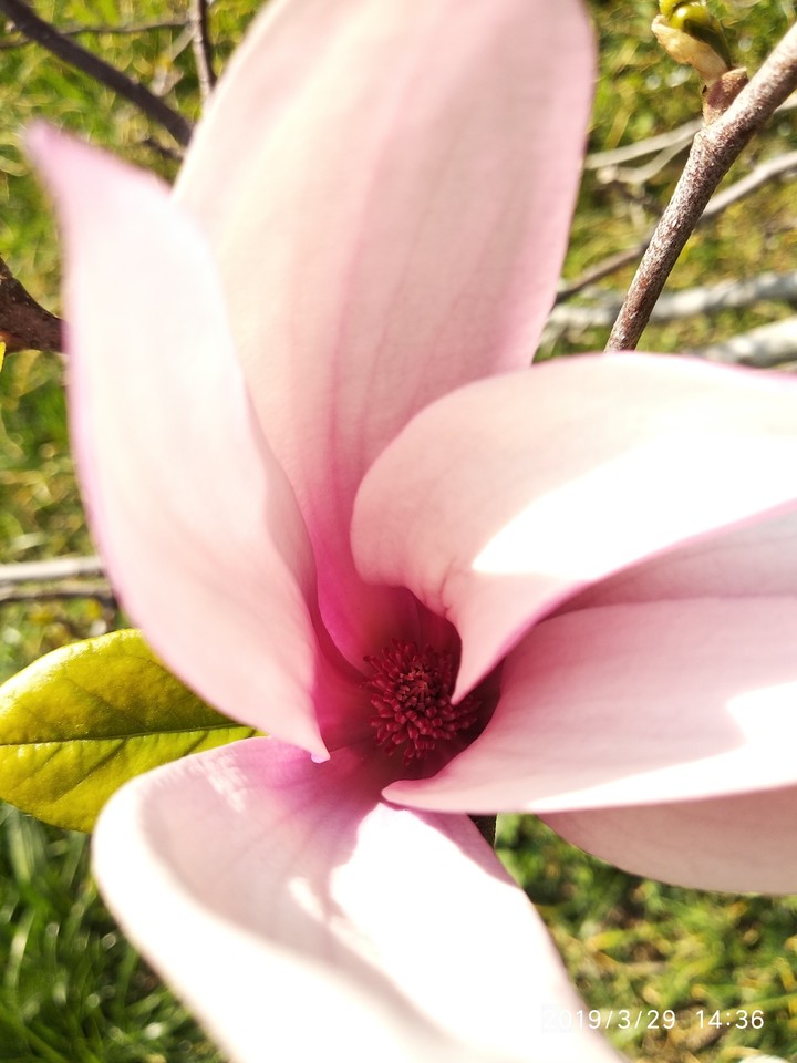 Magnolia