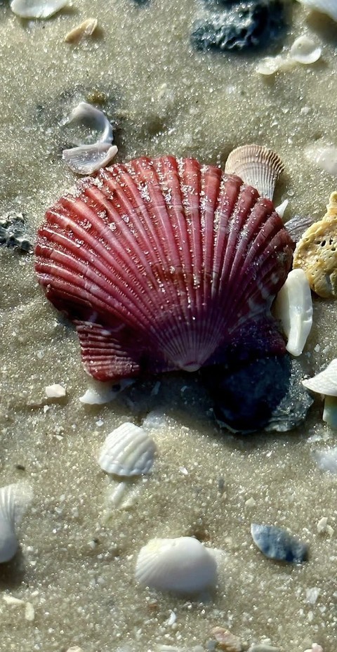 cockle, Sand wallpapers