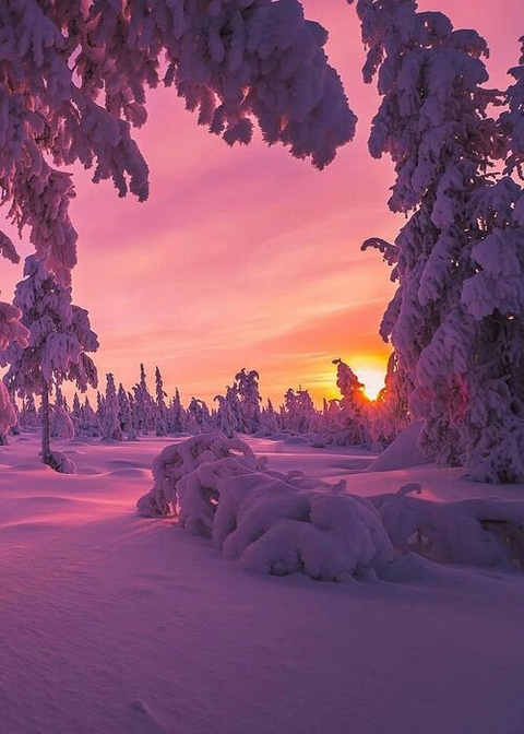 Зимний лес