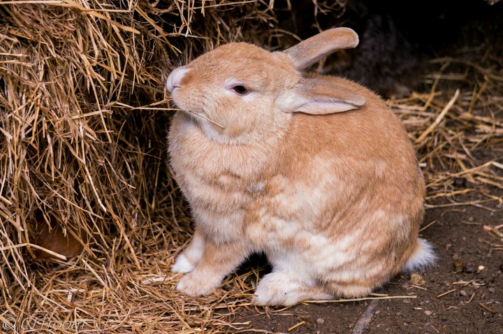 Waskley Wabbit