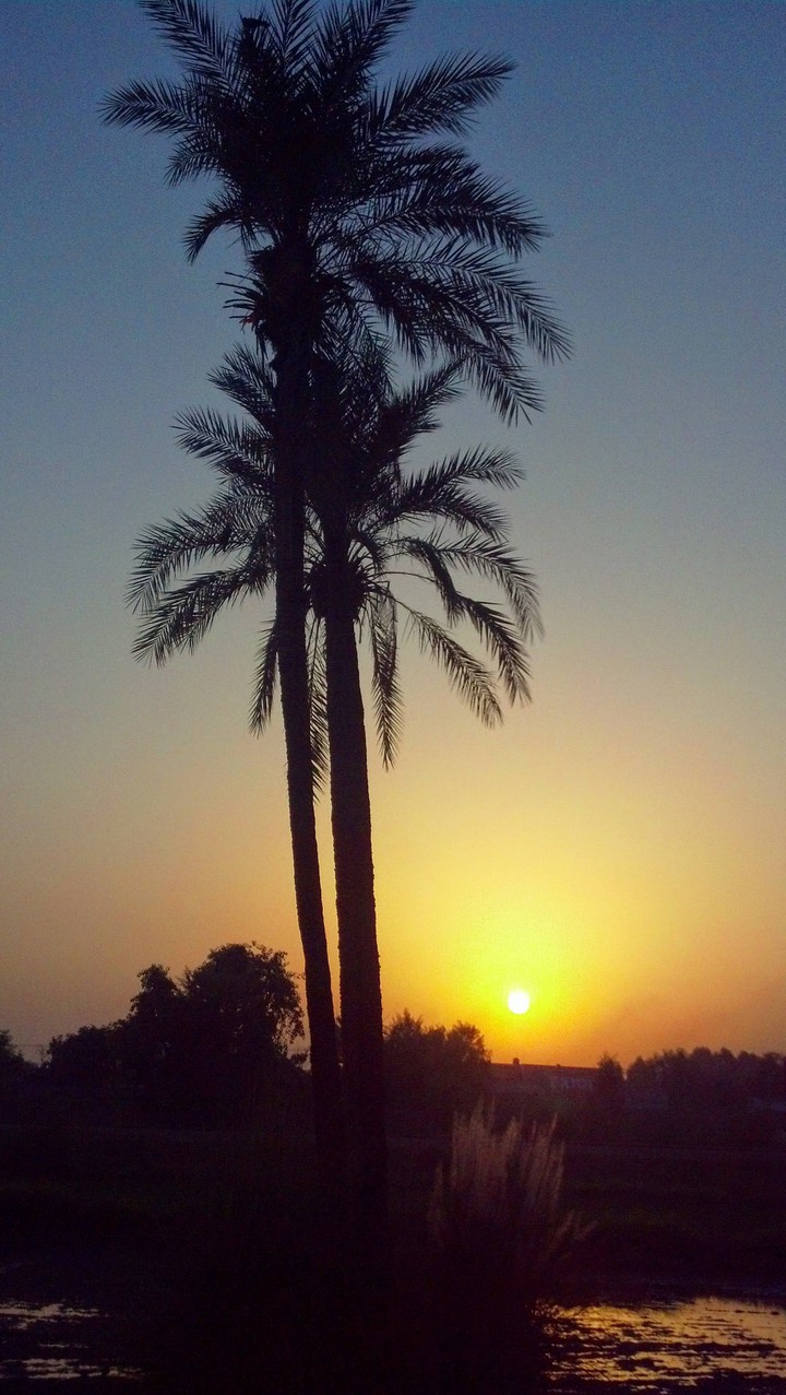 kot addu