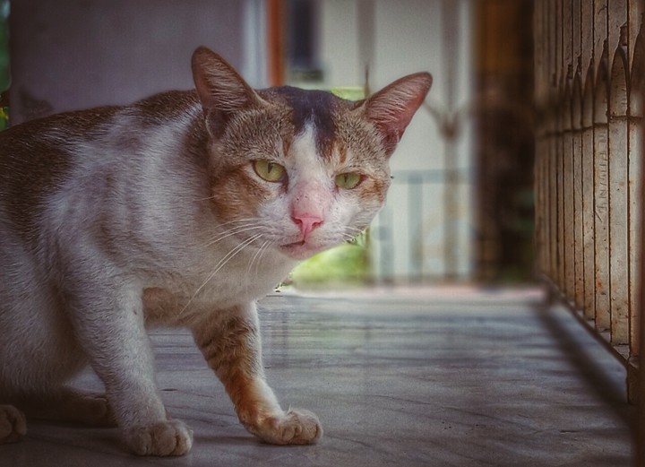 cat