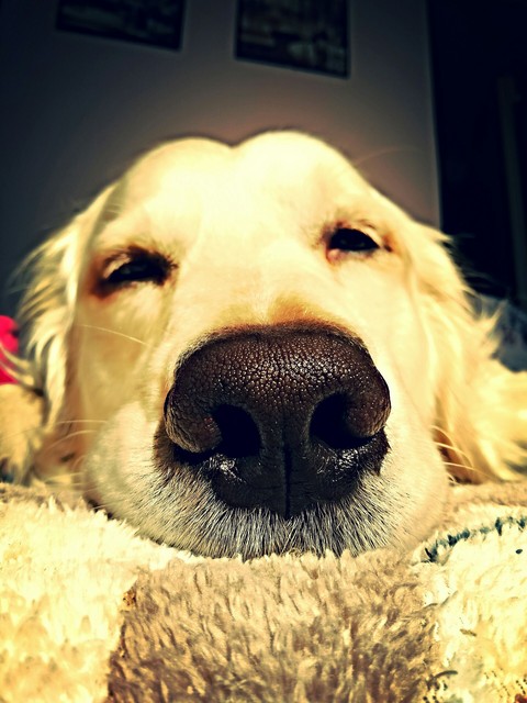 my little love