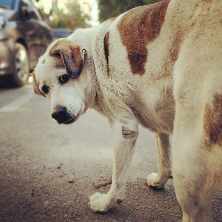 dog