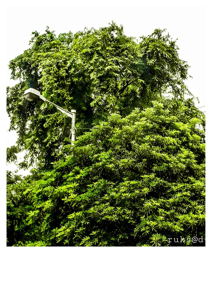 green tree