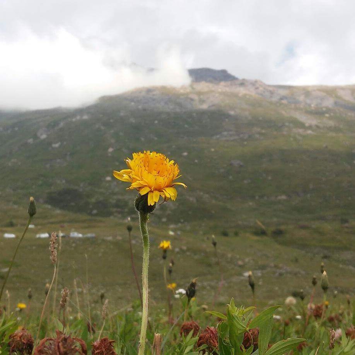 wild flower