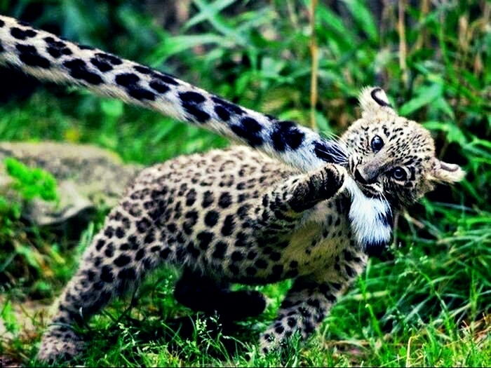 snow leopard