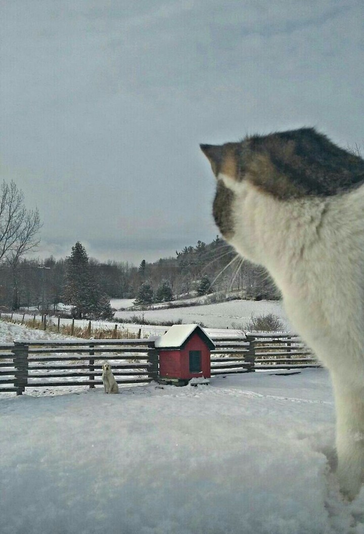 Looking out to the beautiful snow fall