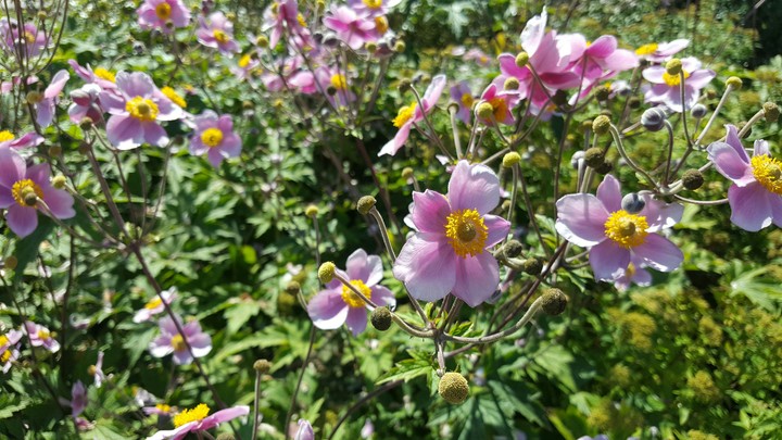 pink flowers