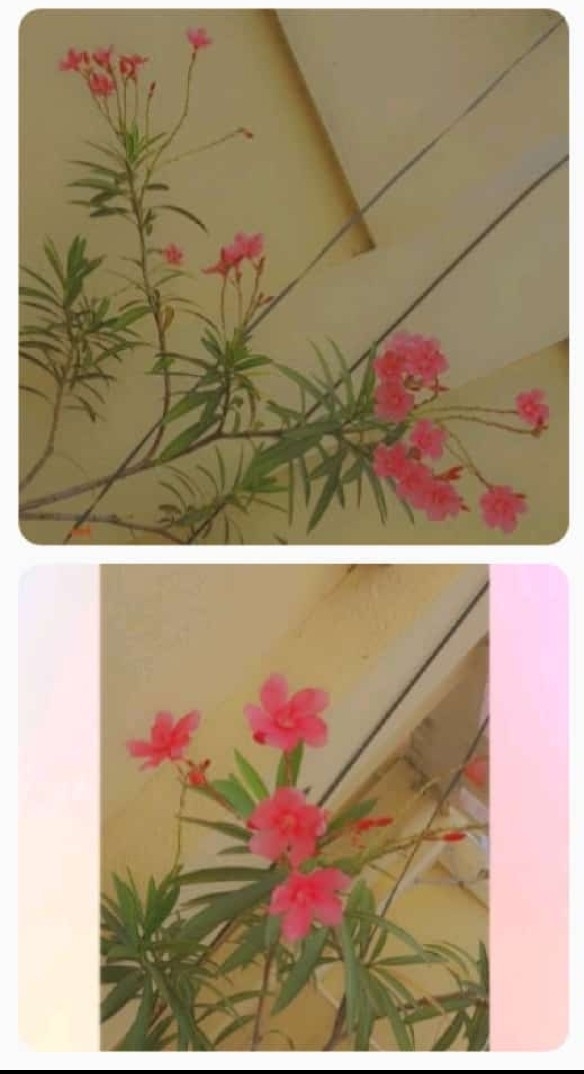 Collection