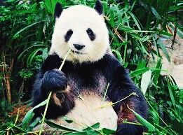 pandas