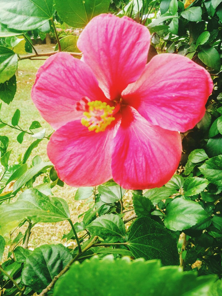 Red flower