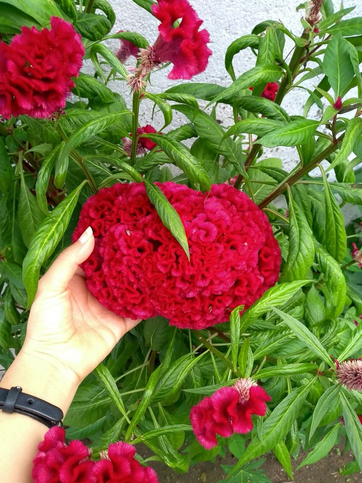 Flowers