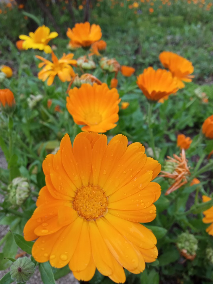 flowers ?