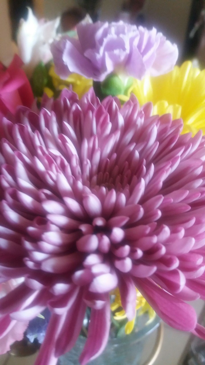 Friday's fresh flowers 2