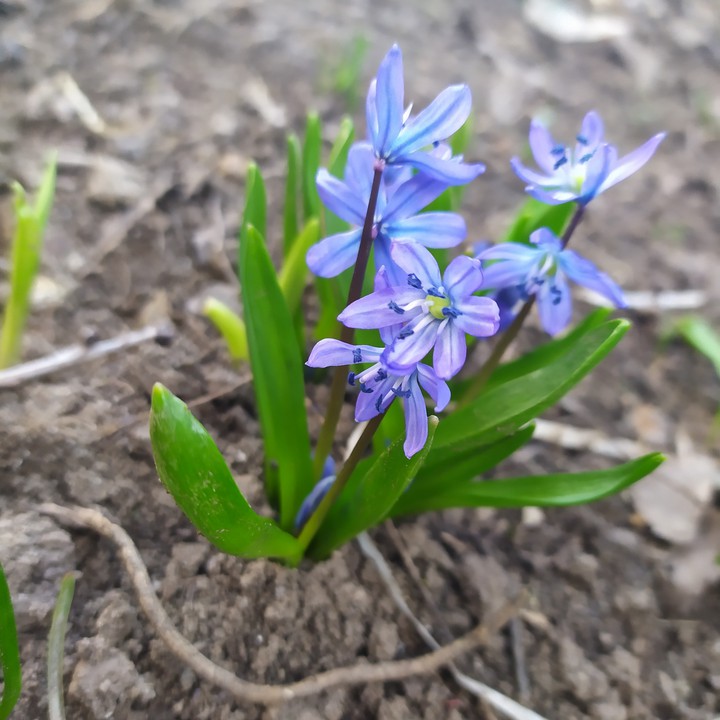 First flowers