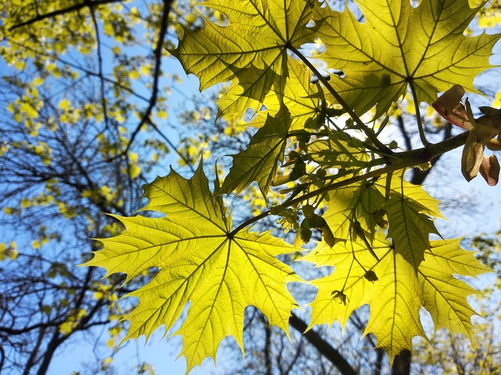 maple