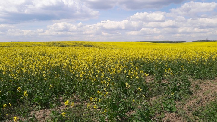 field