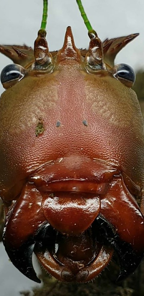 тапети snout, organism