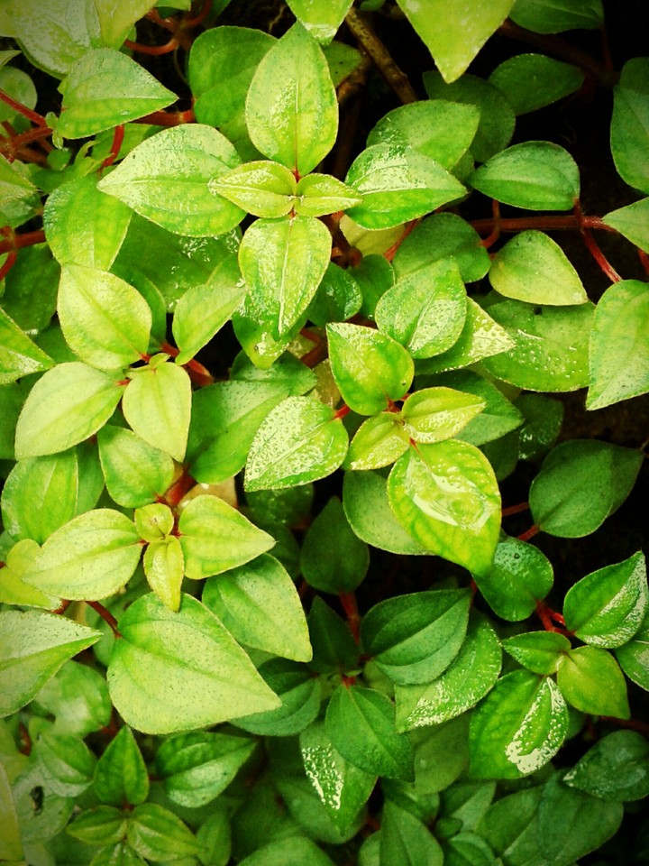 green leaves