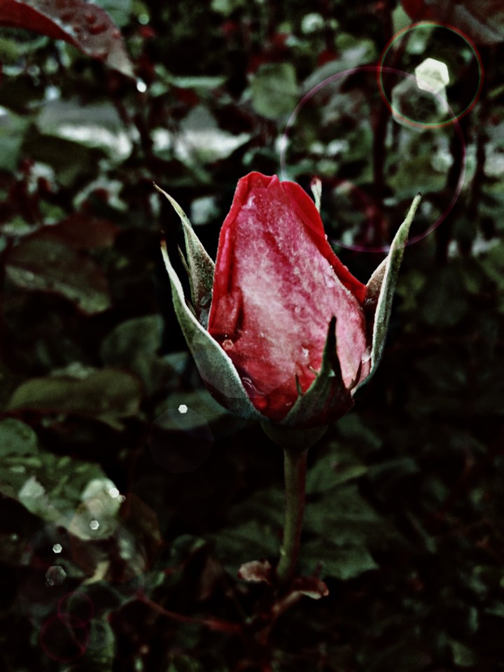 rose