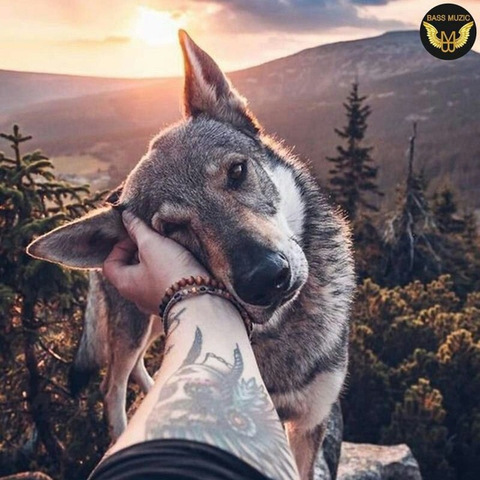 dog dog???